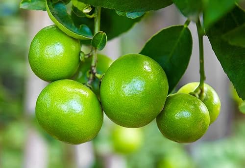 Lia's Lime Tree Seeds - Semillas clave de árbol de lima de rápido crecimiento - Más de 20 semillas frescas - Se envía desde Iowa, EE. UU