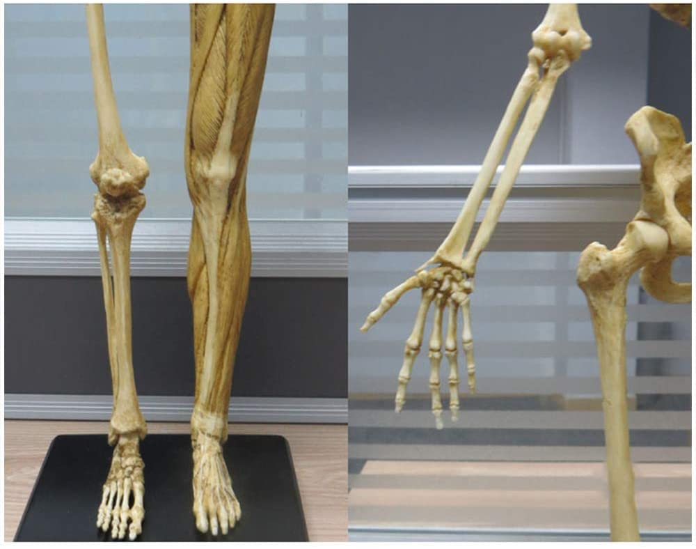 Modèle d'anatomie féminine 23 Pouces (60 cm) Modèle Anatomique des Muscles et du Squelette du Corps Humain pour Le Dessin Outil d'art de référence médicale Jaune