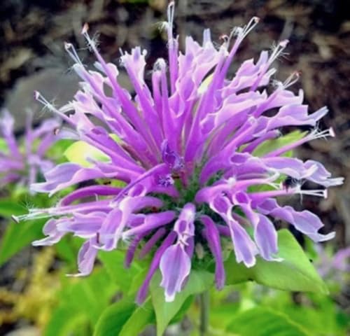 100PCS Mixed Color Bergamot Seeds Monarda Autumn Perennial Flower Seeds Heirloom - Image 3