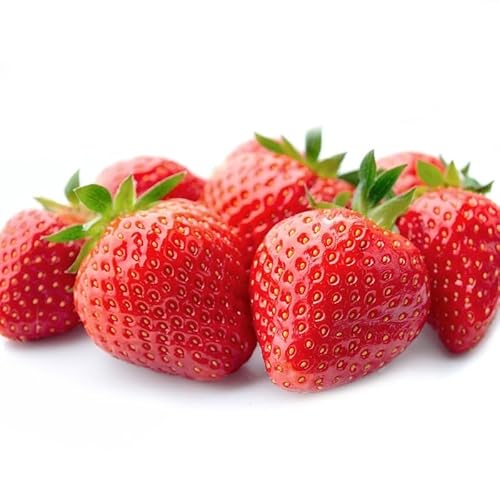 いちご 福岡県産 あまおう 500g (250g×2パック) 先行予約 2026年2月より順次発送 果物 デザート ※配送不可:離島