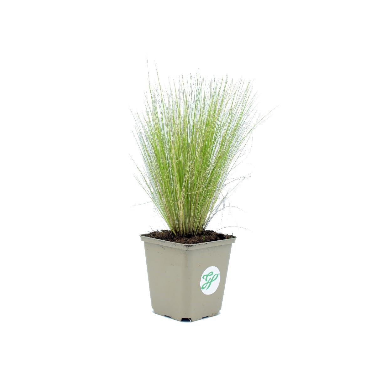 12 x Stipa tenuissima 'Pony Tails' - Federgras - Ziergras für sonnige Standorte