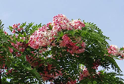 See full amazon price history chart for Plant Nursery Online Cassia Javanica, Pink Shower Plant - Live Plants/Garden Live Plant Indoor Outdoor Living Plants Plant Nursery Online Cassia Javanica, Pink Shower Plant - Live Plants/Garden Live Plant Indoor Outdoor Living Plants (B07XMR3TKJ) Amazon Price History, Amazon Price Tracker