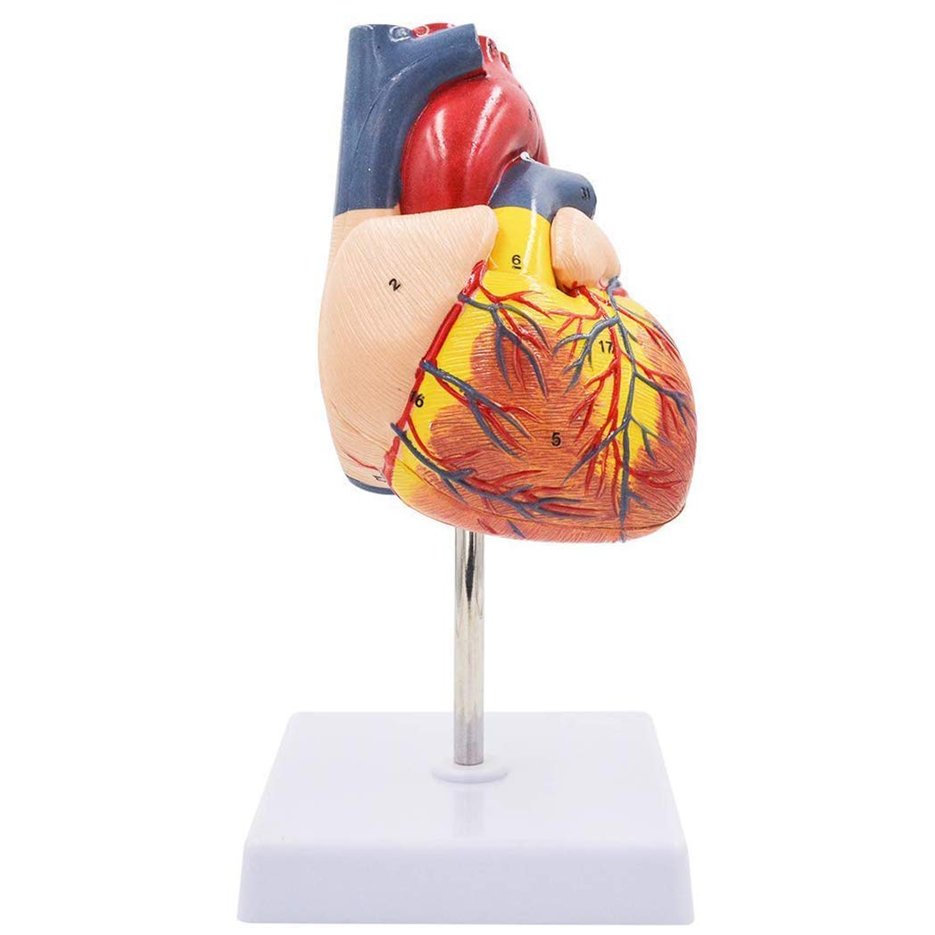 Buy WJ Human Anatomical Heart Model, Natural Life Size Human Heart
