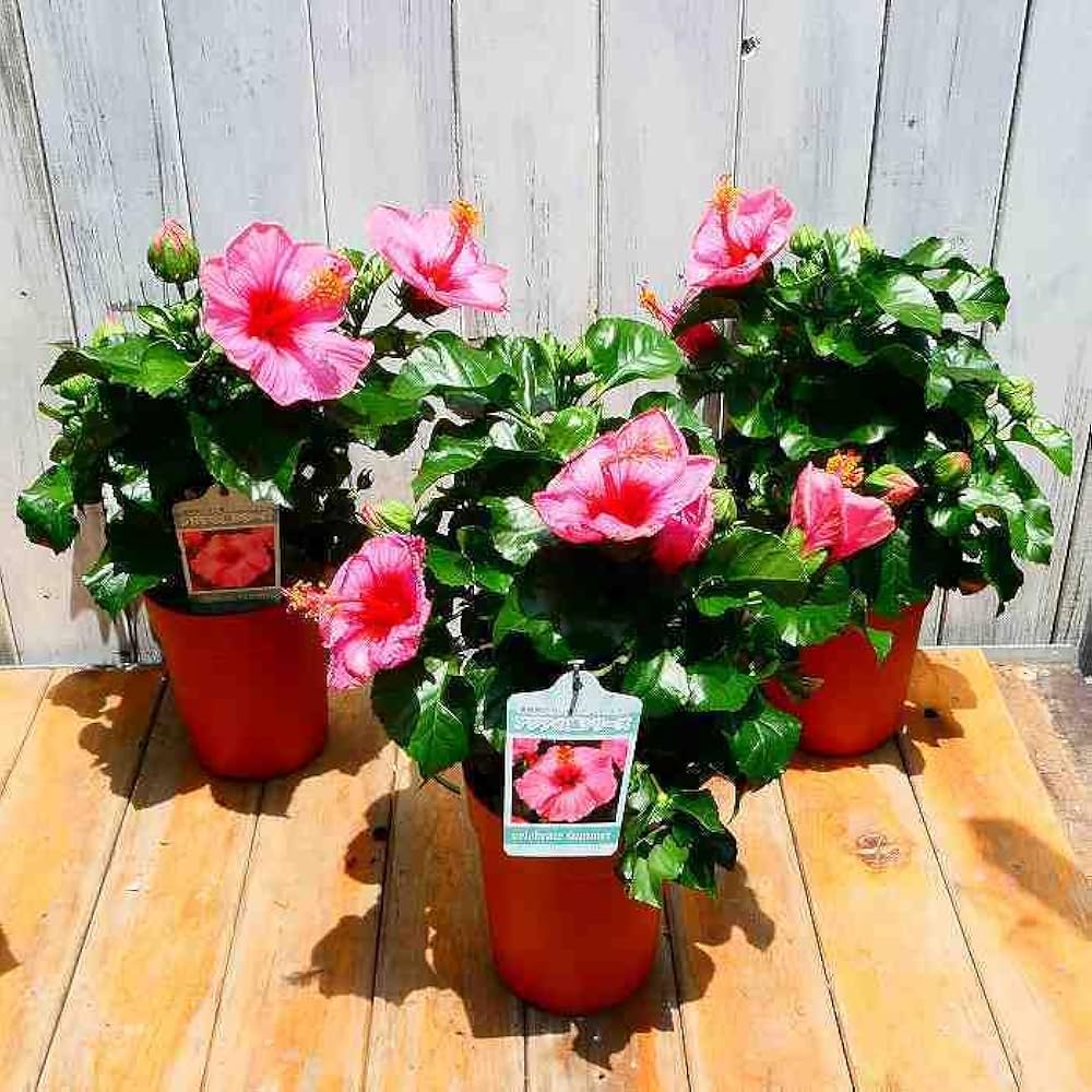 ハイビスカス。花。観葉植物。鉢ごと無料で発送致します。 ハイビスカス 鉢」の人気商品一覧 | 安い商品を通販サイトから