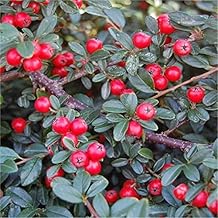 Whin Hill Nurseries 3X Cotoneaster Coral Beauty Plants, Evergreen Outdoor Garden Ready shrubs, White,Red