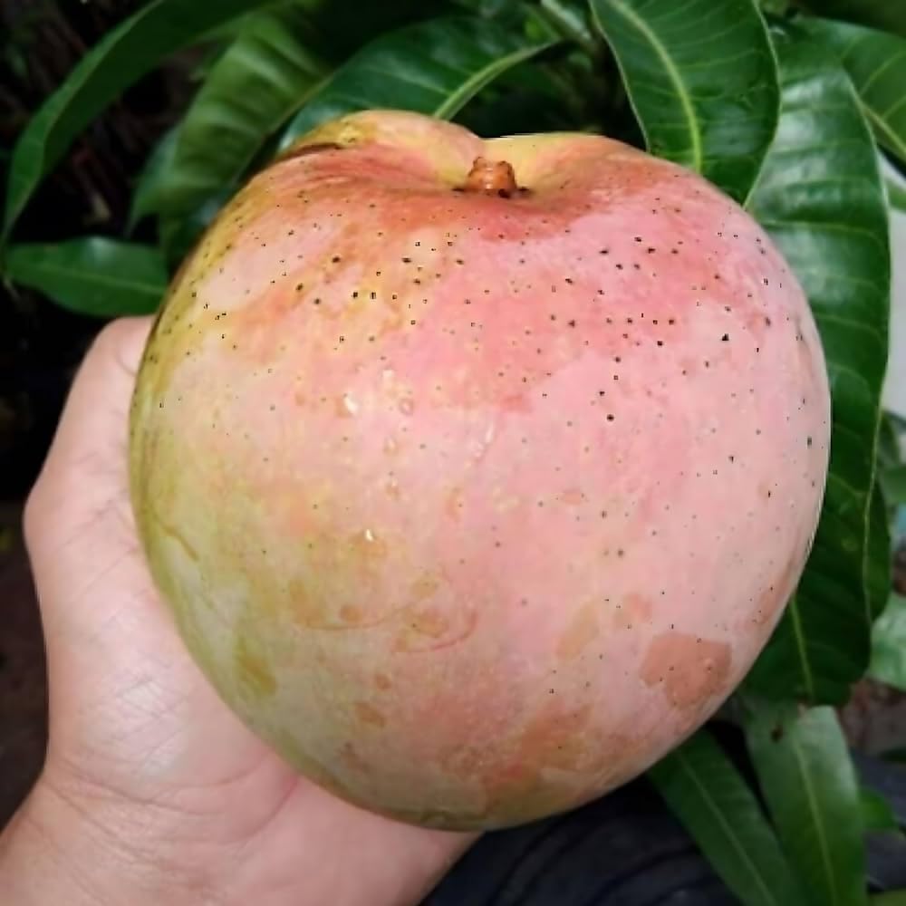 Golden Bloom Grafted Original r2e2 Apple Mango Plant Tree Height 2-3 FT (Mango Plant Grafted R2E2 Apple MANgo)-image-11