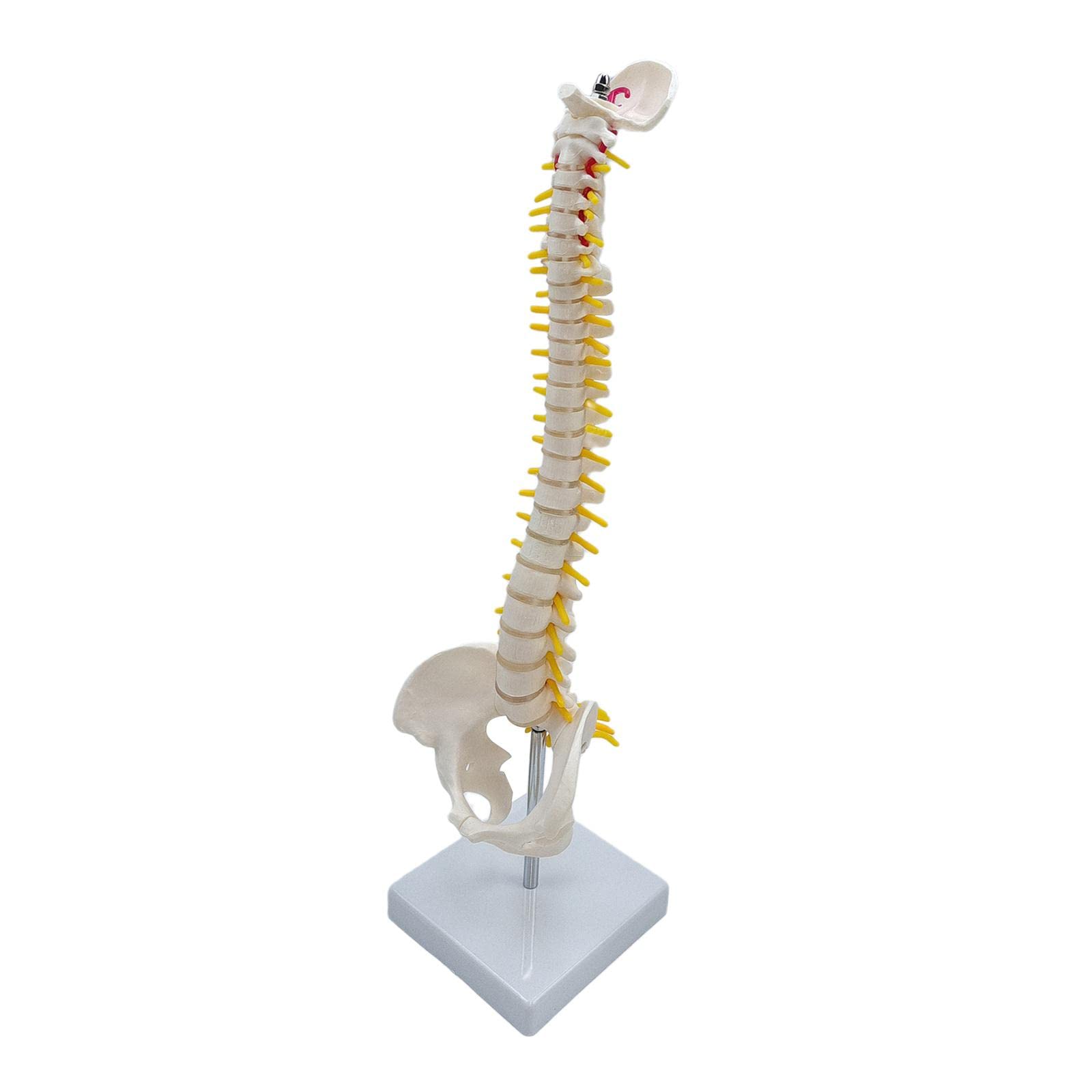 Modelo de Vertebral Humana La Vertebral Modelo de Esqueleto Lumbar Pelvis PVC Flexible con Base para Demostración, de pie