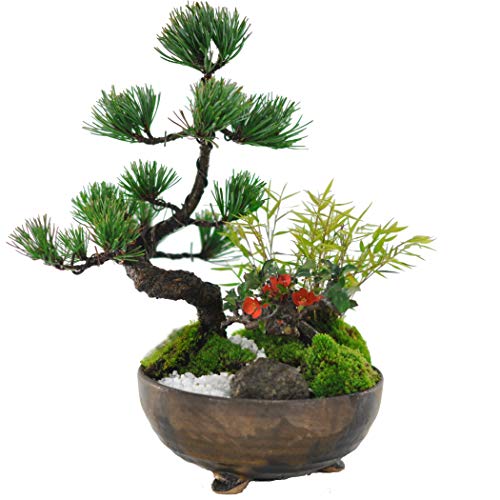 盆栽妙 モダン松竹梅 5号 正月 飾り 開店祝い ギフト bonsai
