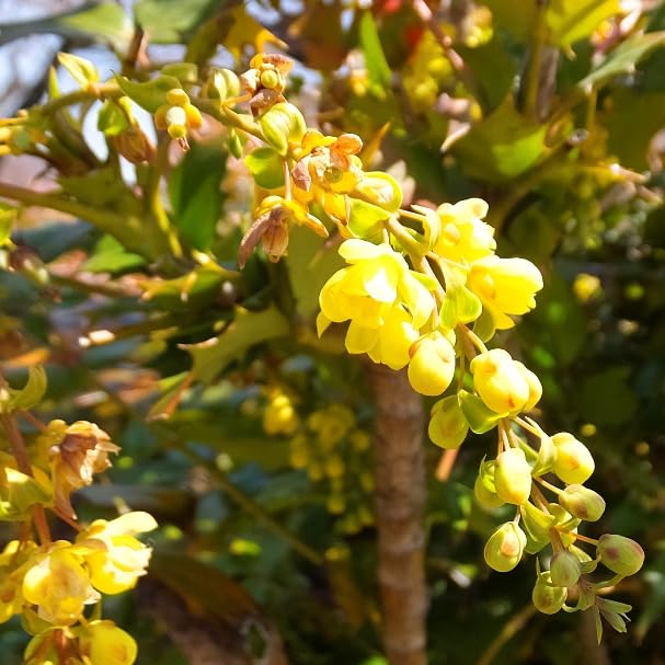 Amazon.co.jp: マホニア・コンフューサ【1Pot】 常緑低木苗 5号鉢(15.0