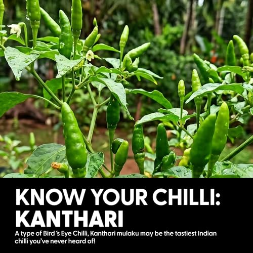 Image of Naagin Kantha Bomb Hot Sauce (230g) | Green Chilli, Fresh, Tangy & Spicy (6 /10) | Vegan | Made with Garlic, Ginger & Turmeric | Perfect for Momos, Snacks & Cooking (Pack of 2)