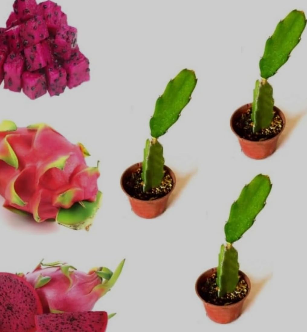 AB Enterprises, Dragon fruit,Combo (pack of -3live plant).pink Highbrid, special variety, dragon, live plant. (after1-2 yeras) you get to sweet fresh fruit.