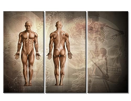 Art mural anatomie 3D squelette triptyque 3 panneaux encadré salon 152x102