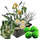S VD VELDE WATERPLANTEN
