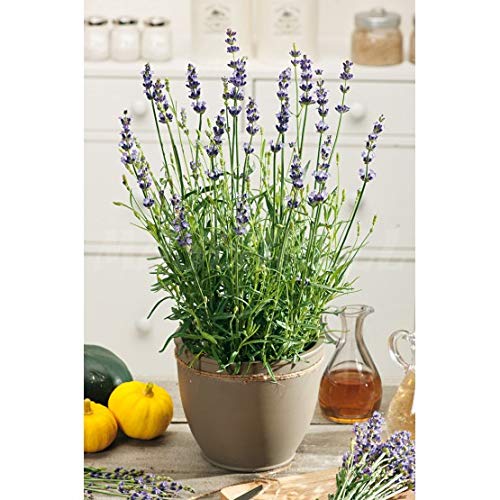 Semillas aromáticas - Lavanda - Mascarell