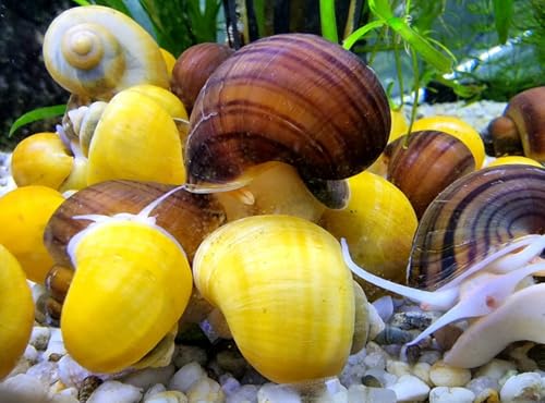 Mystery Snails (5 Pack) Assorted Colors Freshwater Live Aquarium and Free Plant