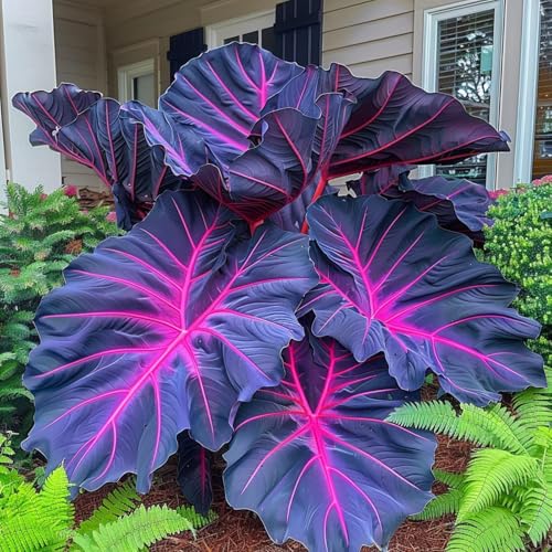 Bulbo de oreja de elefante. Perenne resistente al frío. Hojas perennes.Para cultivo de jardín. Con tallo alto y hojas grandes. -3 bulbos-E