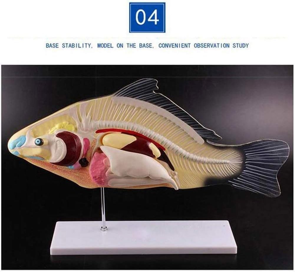 Modelo de anatomía de pez, anatomía de órganos internos de animales, pez, modelo de laboratorio de 3 piezas extraíble, modelo de pez 3D, modelo anatómico de disección de peces, adecuado