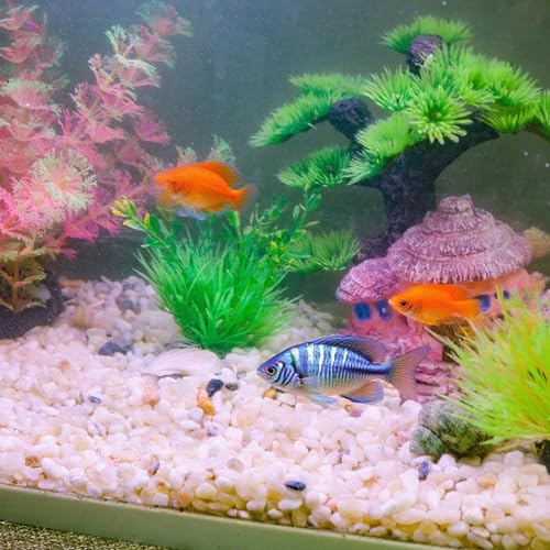 Image of CJGQ 2.4lb Aquarium Gravel for Plants,1 /5 Inch Natural Decorative River Rocks for Succulent and Cactus Landscaping, Natural Small Rocks for Fish Tanks, Vases & Terrariums