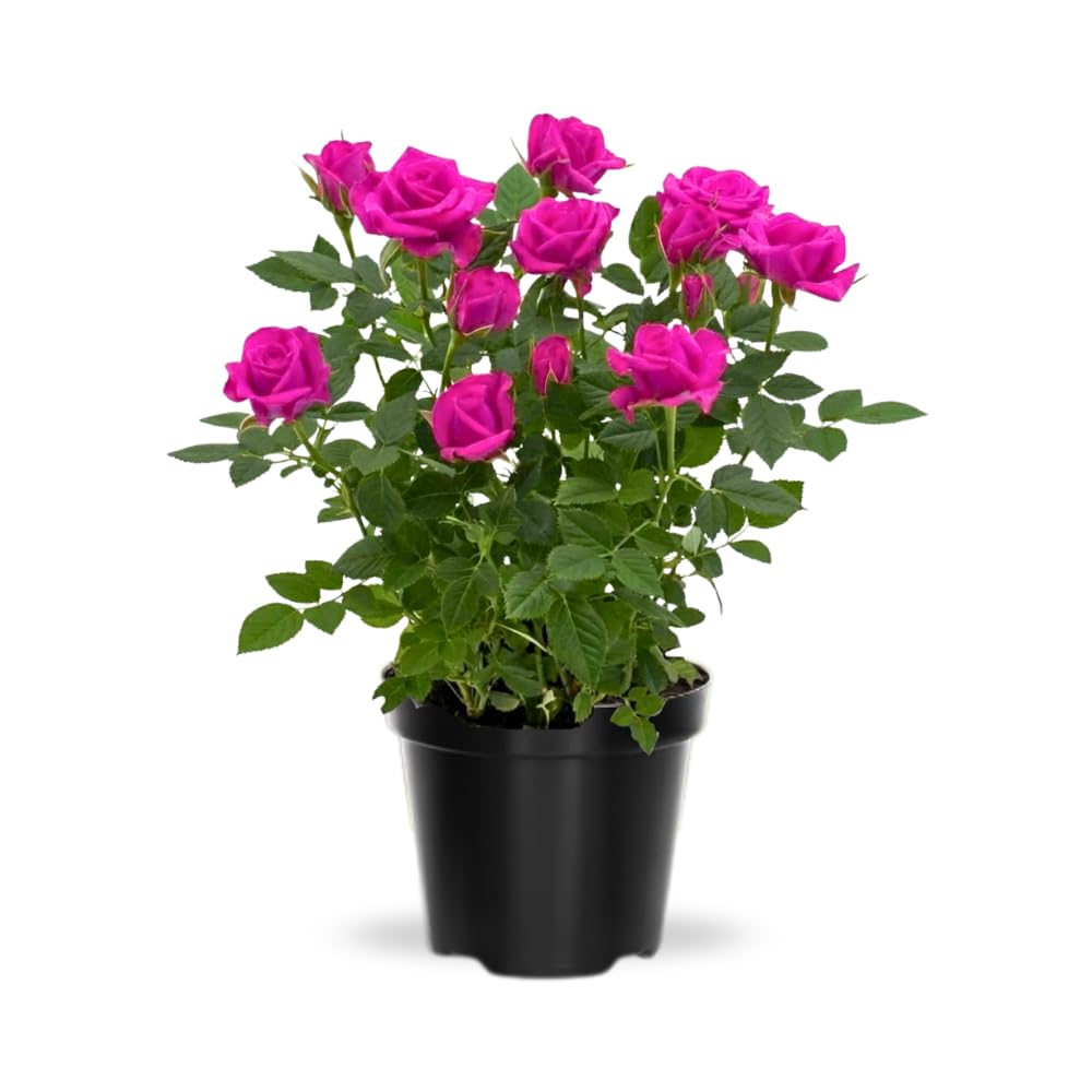Pink Miniature Rose Plant