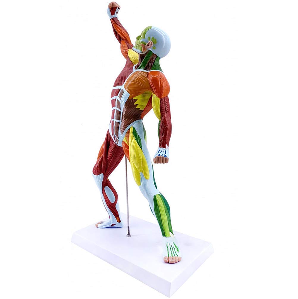 Modèle Anatomique De Muscle Humain Coloré, 50cm, Viscères Humains, Ressources d'apprentissage Modèle Anatomique, Matériel Pédagogique