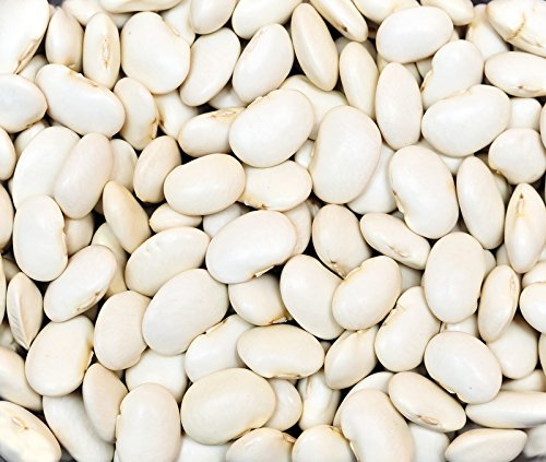 Bean Dry Great Northern Great Heirloom Garden Vegetable by Seed Kingdom 500 Seeds