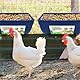 Geflügel Futtertrog Ziegenfutterspender Zaun Futterspender Hängende Hühner Tränke mit Clips Chicken Feeder für Hühnerfutter Nutztiere 2 Stück