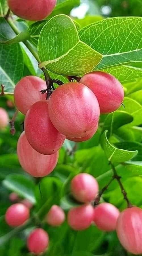 GREENERY NURSERY KARUNDA(KARAMCHA) FRUIT PLANTS 2 yeaes old plant ready to bloom/fruit come with in 6 month.