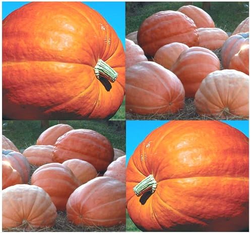 100 x Dill's Atlantic Giant Pumpkin Seeds - Record Breaking at 1689 LB competitions - by MySeeds.Co