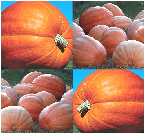 MySeeds.Co Dill's Atlantic Giant Pumpkin Seeds