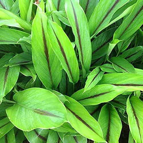 KAROLANE® Live Kali Haldi Plant NAR Kachura Krishna Haridra Black Zedoary Curcuma Caesia Rare Black Turmeric Curcuma Caesia Live Plant in Poly Bag (B089NYBN84) Amazon Price History, Amazon Price Tracker