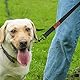Schleppleine für Hunde, 3m 5m 7m 10m 15m 20m 25m 30m Schleppleine mit Robusterem Karabiner, Hundeleine für Große bis Kleine Hunde, Laufleine für Spaziergang, Übungsleine, Reißfeste Trainingsleine