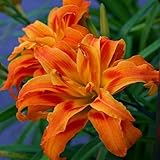 3 Double Orange Daylily Bulbs for Planting, Reblooming Daylilies Roots, Hardy Perennial Flowers Bulbs, Gardens and Borders Planting