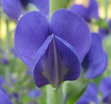 Sherwoods Seeds Wild Indigo Baptisia Australis Seeds