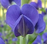 Blue Wild Indigo Baptisia Australis Meadow Wildflowers Premium Seeds for Planting Packet