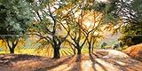 Ceramic Backsplash Tile Mural Tuscany Scene Tuscan Italian Theme Kitchen/Bathroom - Summer Sundown - Erin Dertner