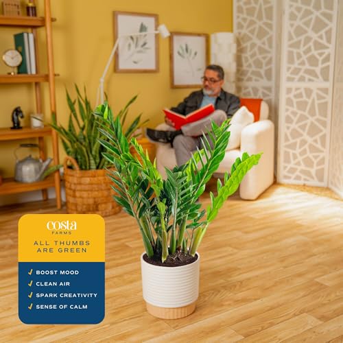 Image of Costa Farms ZZ Live Plant in Decorative Pot, Easy to Maintain, Large Air Purifying Indoor Houseplant, Perfect for Home, Room, or Office Decor, Great House Warming or Birthday Gift, 2-3 Feet Tall