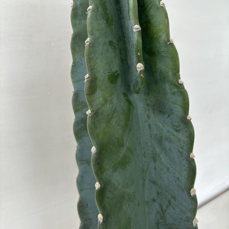 Amazon.co.jp: サボテン 柱サボテン 多肉植物 5号鉢 : ホビー