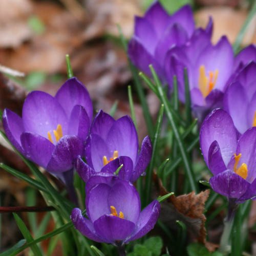 Plant World Seeds - Crocus Tommasinianus Seeds (Perennial Flower Seeds)