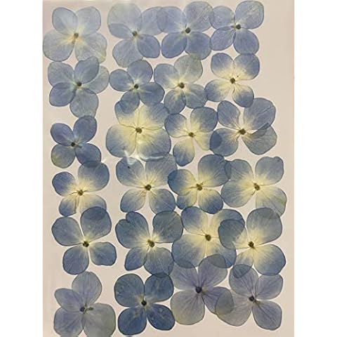 UOKWIWI 24 pcs Light Blue Hydrangea Real Natural Dried Pressed Flowers for Resin Art Craft DIY Cover