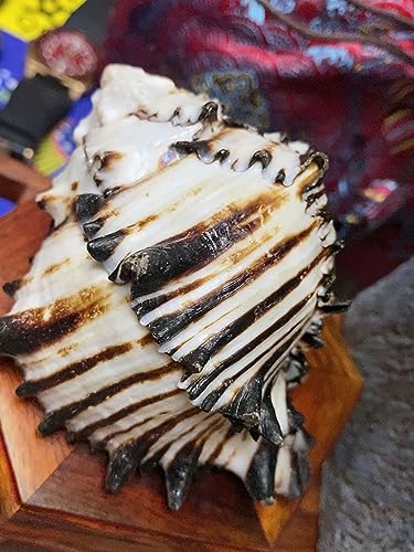 Caracol grande natural como relleno de jarrones y proyectos DIY 6