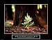 Determination Baby Pine Motivational Poster Little Tree Inspirational Print