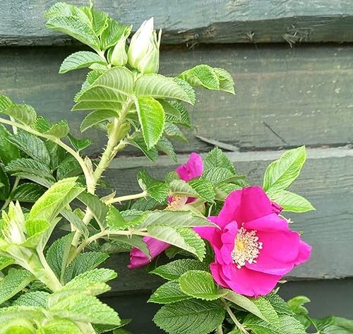 Hedging Rose (Rosa Rugosa) Field Grown Bare Root Hedging Plants Tree Whip Sapling (Single - 10 Packs) (5, 1-2ft (30-60cm))
