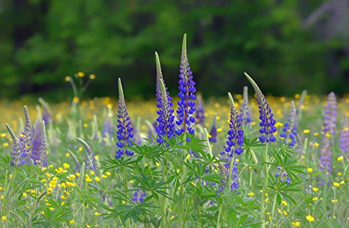 Wohltuer Bio Süßlupinenmehl Bio Süßlupinen Mehl Glutenfrei, nährstoffreich & vegan vielseitiges Lebensmittel in geprüfter Bio-Qualität, 1000 g