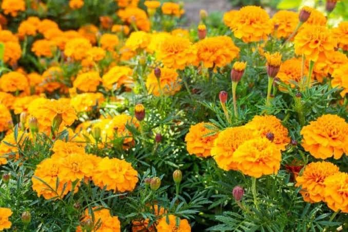 50 Marigold Flower Seeds for All-Season Gardening – Ideal for Enthusiasts Looking to Maintain a Colorful and Lush Garden