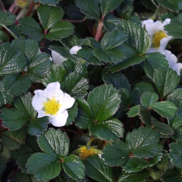 12 unità Fragaria Chiloensis - Fragola del Cile Vaso 9x9cm ±1 m² - Fragola Ornamentale con Frutti e Fiori per Giardini e Aiuole