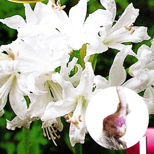 「 ネリネ ホワイト 球根 【１球】 」 ダイヤモンドリリー サルニエンシス 姫彼岸花 ヒメヒガンバナ 球根 宿根 ガーデニングのサムネイル