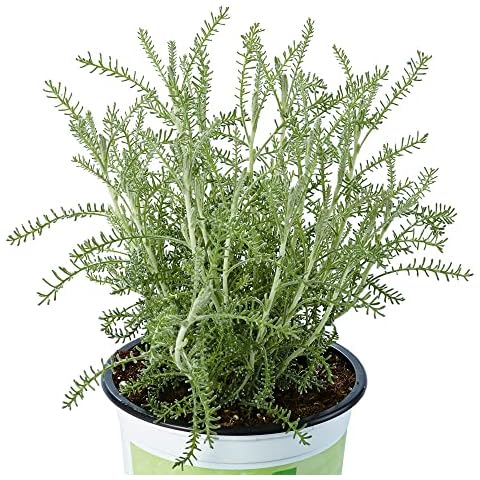 Santolina 'Yellow Buttons' 2L Plant. Cotton Lavender Aromatic Cover