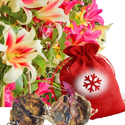 6 Tree Lily Bulbs in Red Christmas Sack â€“ Mixed Colou