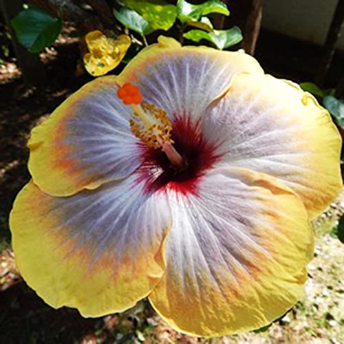 Voldrew Hibiscus zaden, 50 stks/zak hibiscus zaden tropische bloem home decor vaste plant ingemaakte bonsai plant zaden… - Image 7