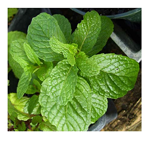 3 Kentucky Colonel Spearmint Herb Plants